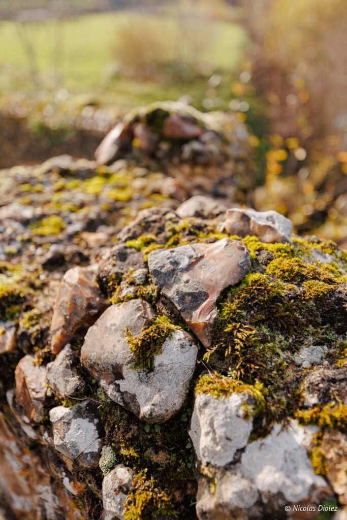 Pierres de silex moussues dans le parc du Château de la Rivière.