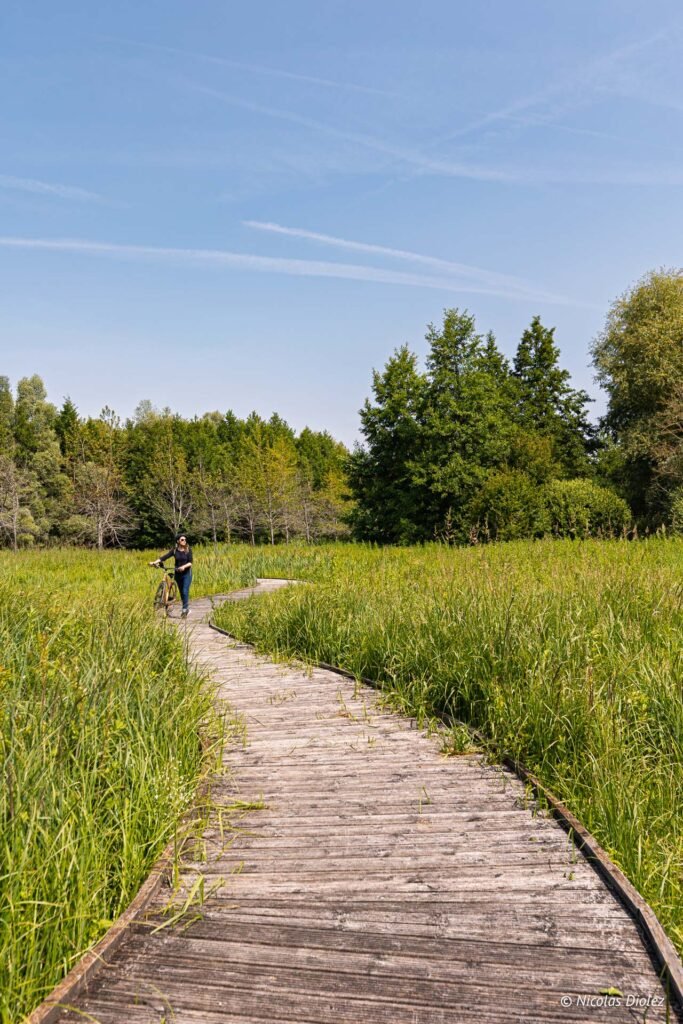 Cycliste marchant sur une passerelle en bois dans une zone naturelle près de Châlons-en-Champagne.