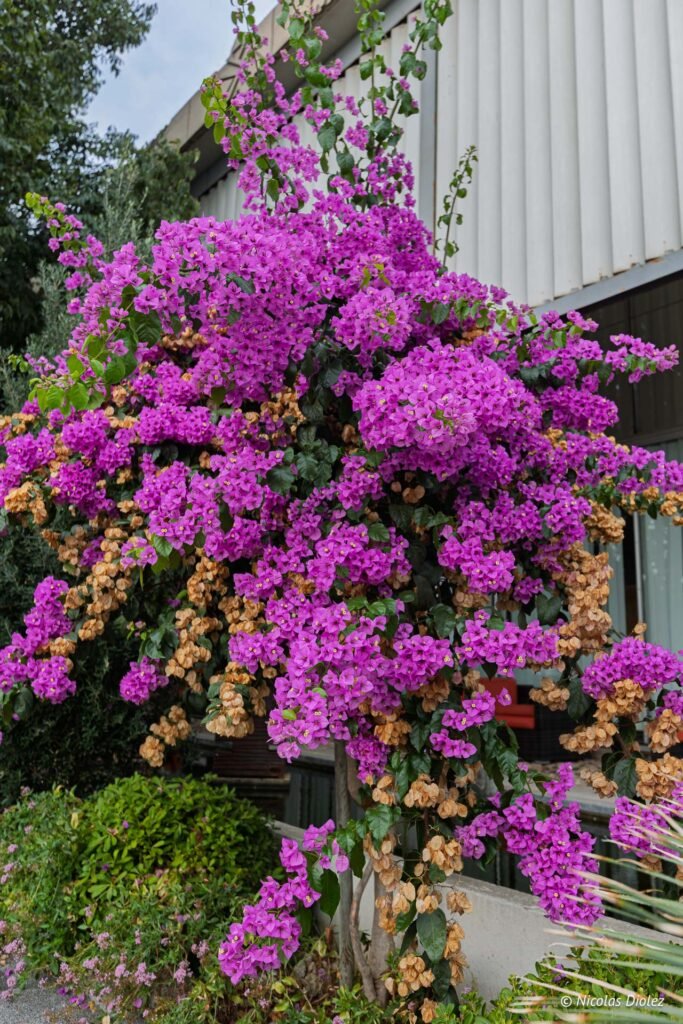 Bougainvillier en fleurs devant la façade de l'Espace Paul Valéry à l'extérieur.