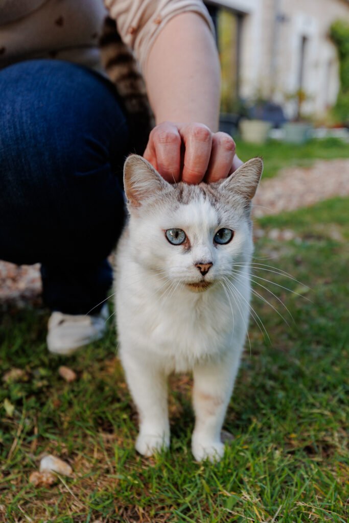 Personne caressant un chat blanc aux yeux bleus dans un jardin.