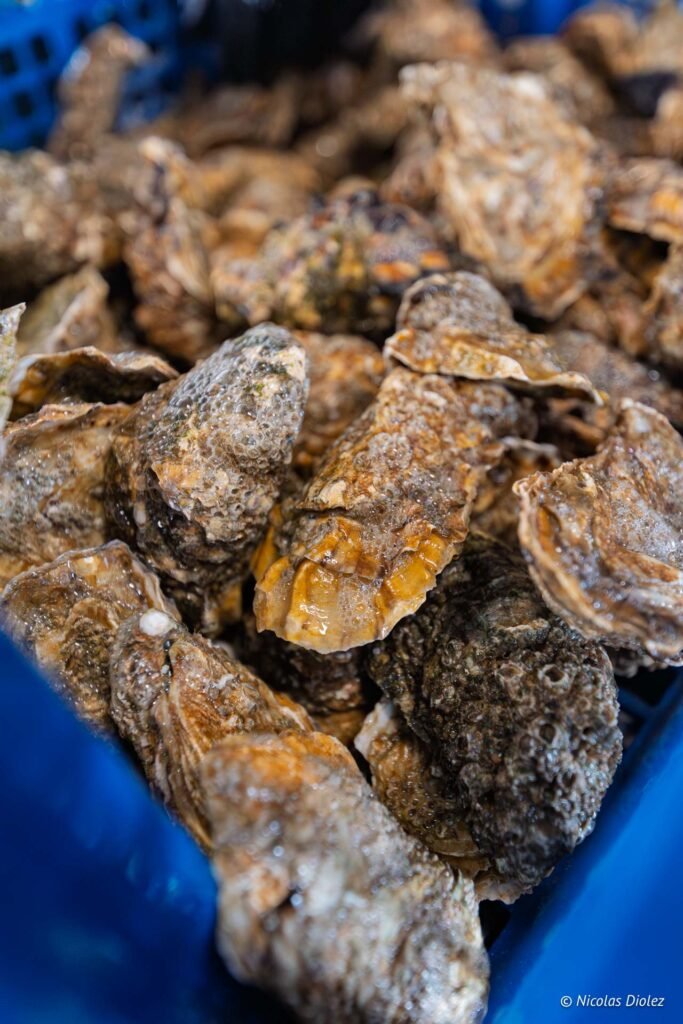 Grosses huîtres fraîches fraîchement récoltées dans un casier bleu pour la dégustation.