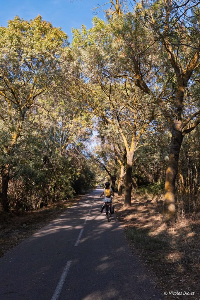 Cycliste sur une piste cyclable ombragée entre Mèze et Sète sous les arbres.