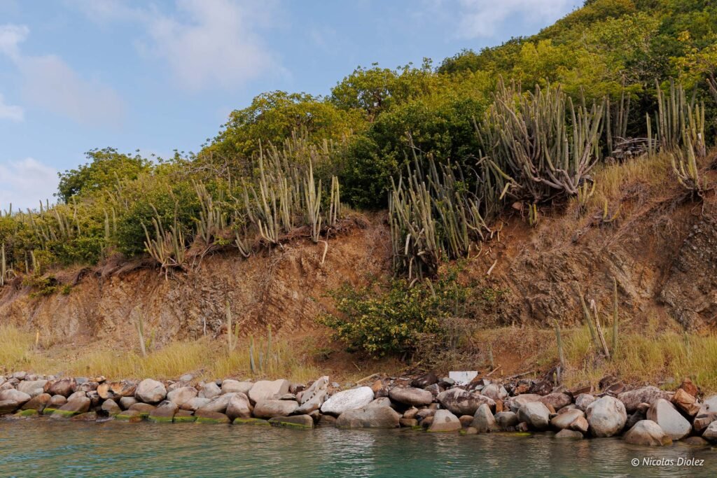 Côte escarpée de Saint-Martin avec végétation tropicale et cactus lors d'une excursion en bateau.