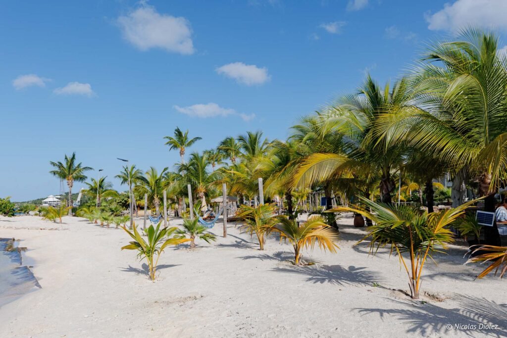 Plage tropicale de sable blanc bordée de nombreux palmiers sous un ciel bleu à Saint-Martin.