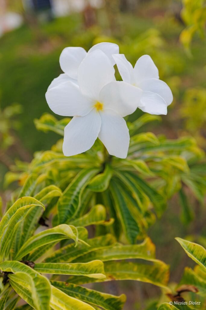 Fleur blanche de frangipanier aux pétales délicats et au cœur jaune vif, entourée de feuillage vert.