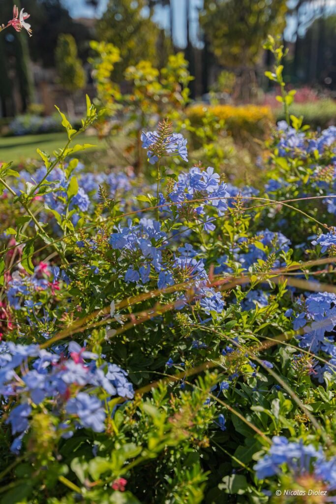 Plumbago capensis en fleurs dans un jardin ensoleillé.