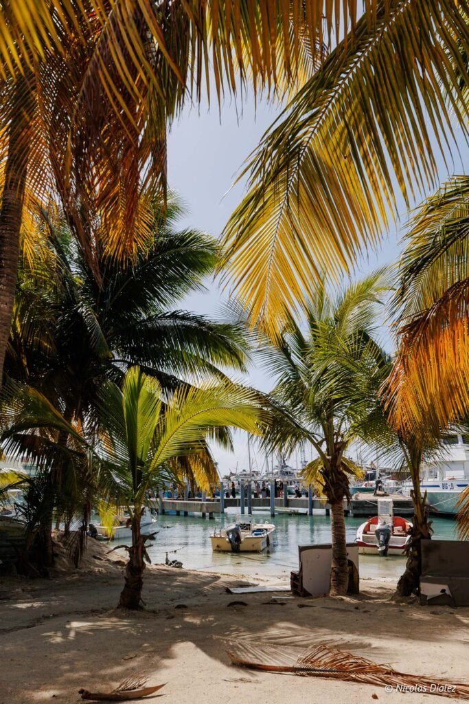Vue à travers des palmiers sur le port et les bateaux ancrés dans la partie hollandaise de Saint-Martin.