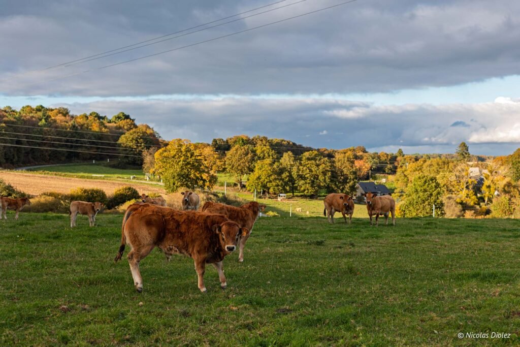 Troupeau de vaches brunes dans un pré verdoyant du Morbihan sous un ciel nuageux.
