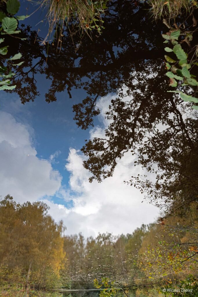 Reflet d'arbres et de nuages dans l'eau lors d'une visite contée en forêt de Brocéliande