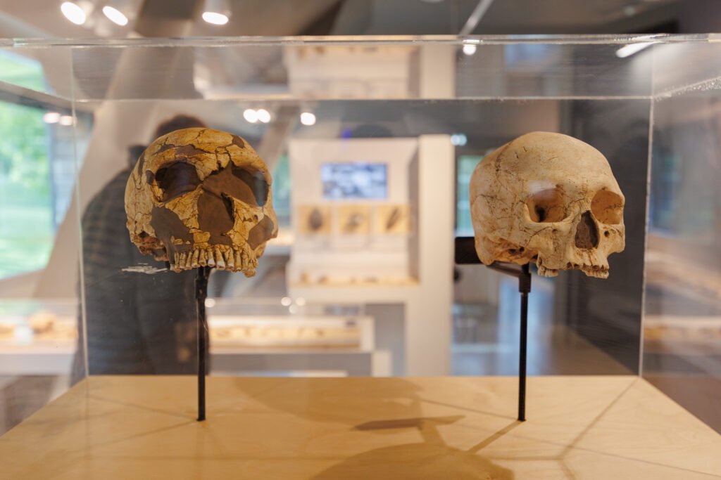 Prehistoric skulls displayed in a glass case at the Museum of the Saulges Caves.