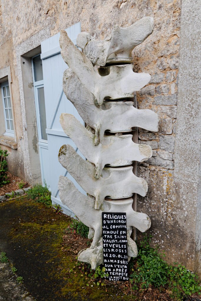 Finback whale vertebrae displayed against a stone wall in Saint-Pierre-sur-Erve with an explanatory sign.